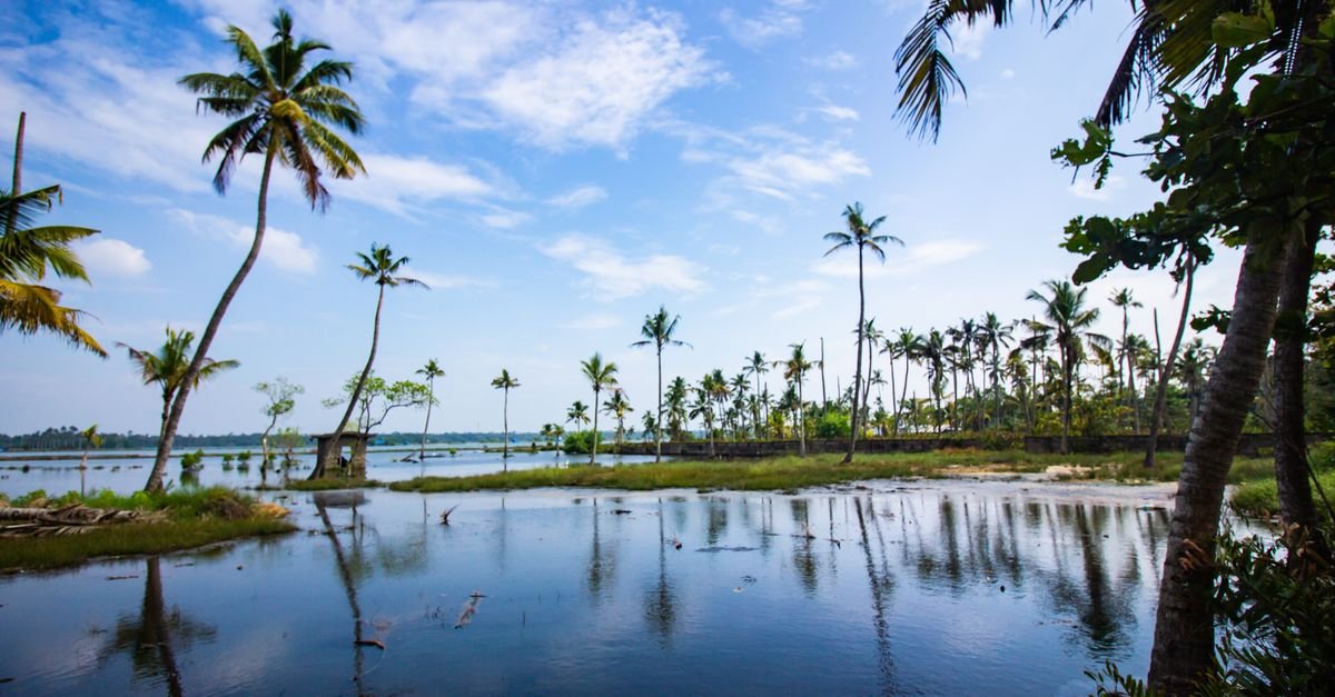 Tranquil tropical scene with palm trees by the calm water, under a vibrant blue sky.